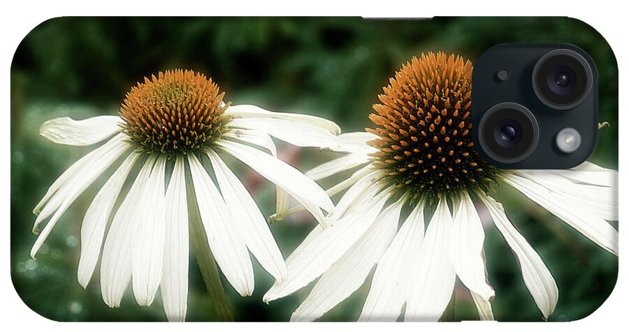 Coneflower iPhone Case featuring the photograph Coneflower Duo by Catherine Reading