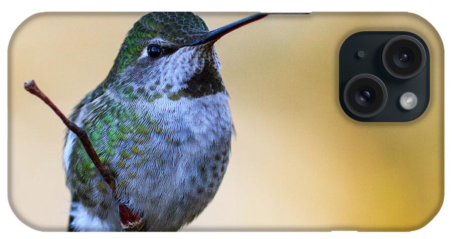Animal iPhone Case featuring the photograph Contemplation by Briand Sanderson