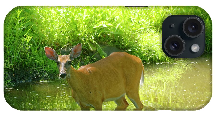 Deer iPhone Case featuring the photograph Cooling off by Peter Ponzio