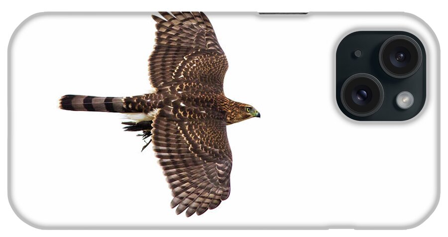 Cooper's iPhone Case featuring the photograph Cooper's hawk with prey by Mircea Costina Photography