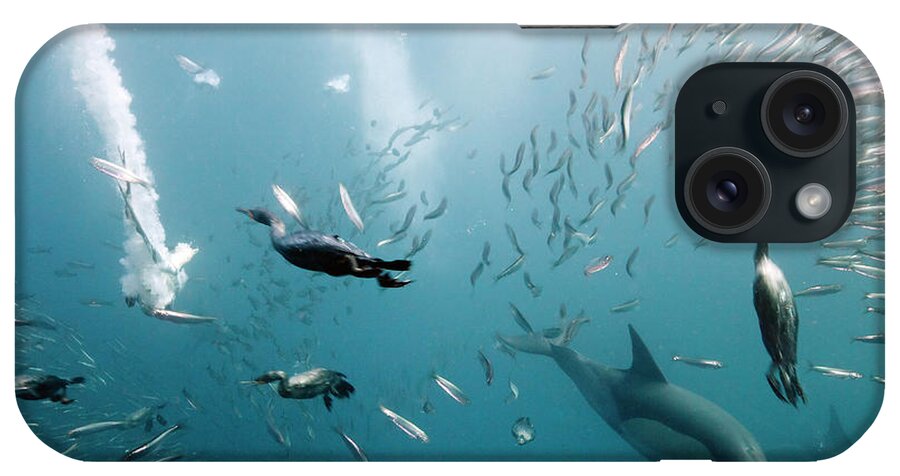 Underwater iPhone Case featuring the photograph Cormorants Hunting With Dolphins by Dmitry Miroshnikov
