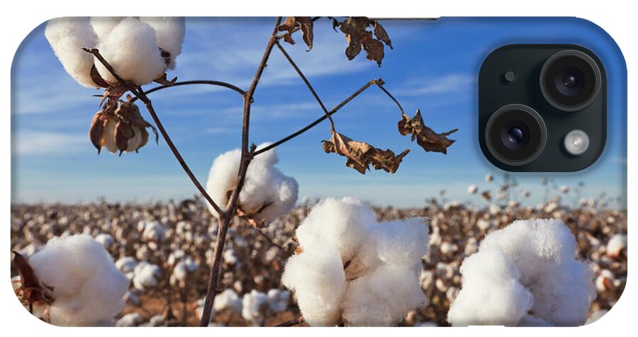 Fiber iPhone Case featuring the photograph Cotton In Field Ready For Harvest by Dszc
