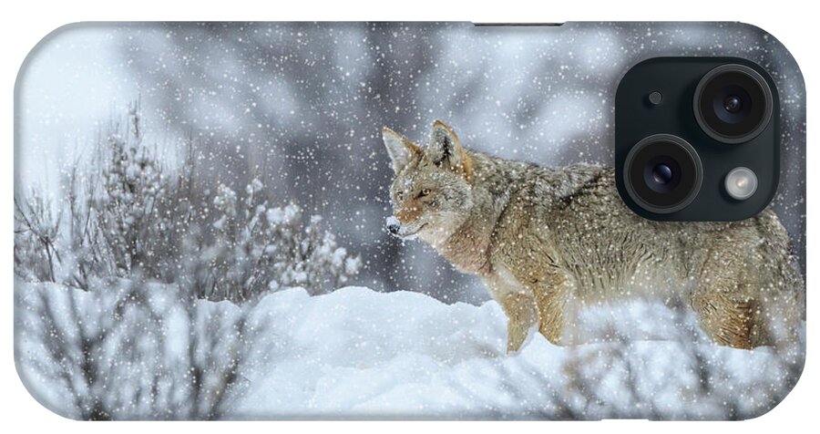 Coyote iPhone Case featuring the photograph Coyote In Snow by Galloimages Online