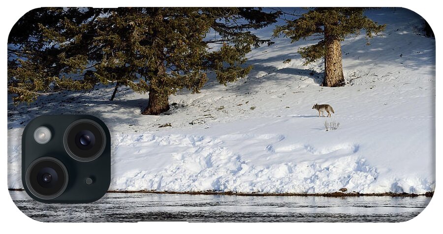 Coyote iPhone Case featuring the photograph Yellowstone Coyote Making Tracks by Kae Cheatham