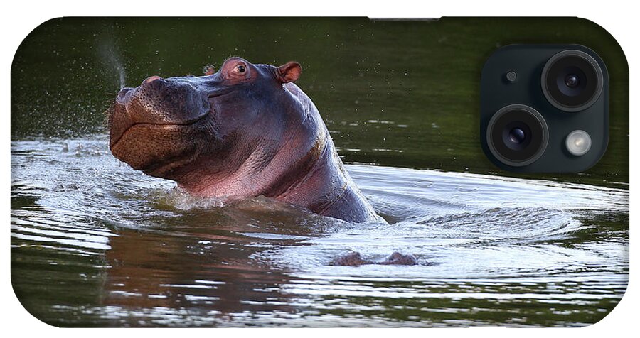 Cq2r6340 Hippopotamus Sa iPhone Case featuring the photograph Cq2r6340 Hippopotamus Sa by Bob Langrish