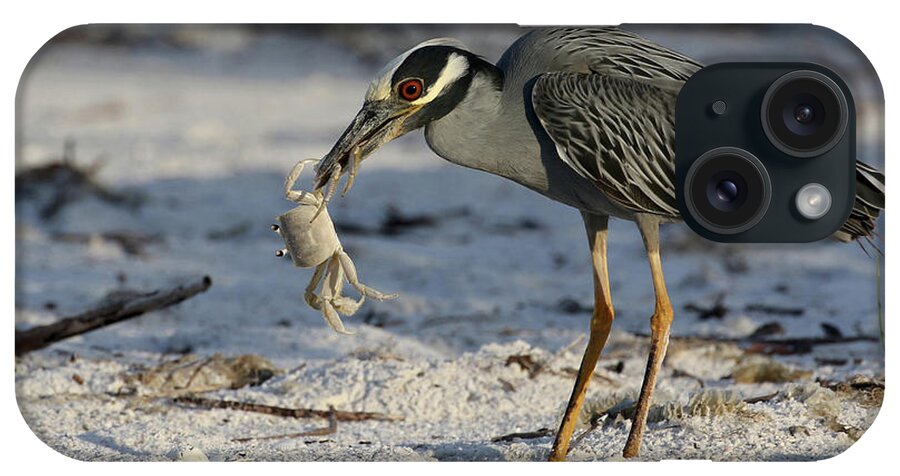 Yellow-crowned Night Heron; Birds; Florida; Cwa; Fort Myers Beach; Nature; Animals; Wildlife; Wild; Beach; Ghost Crab; Crabs; Breakfast; iPhone Case featuring the photograph Crab for Breakfast by Meg Rousher