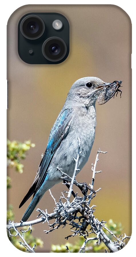 Bluebird iPhone Case featuring the photograph Cricket Lunch by Michael Dawson