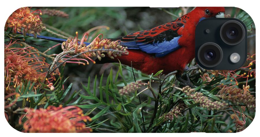 Animal iPhone Case featuring the photograph Crimson Rosella On Tree Platycercus by Nhpa