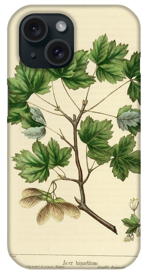 Currant Leaved Maple iPhone Case featuring the drawing Currant Leaved Maple by Unknown