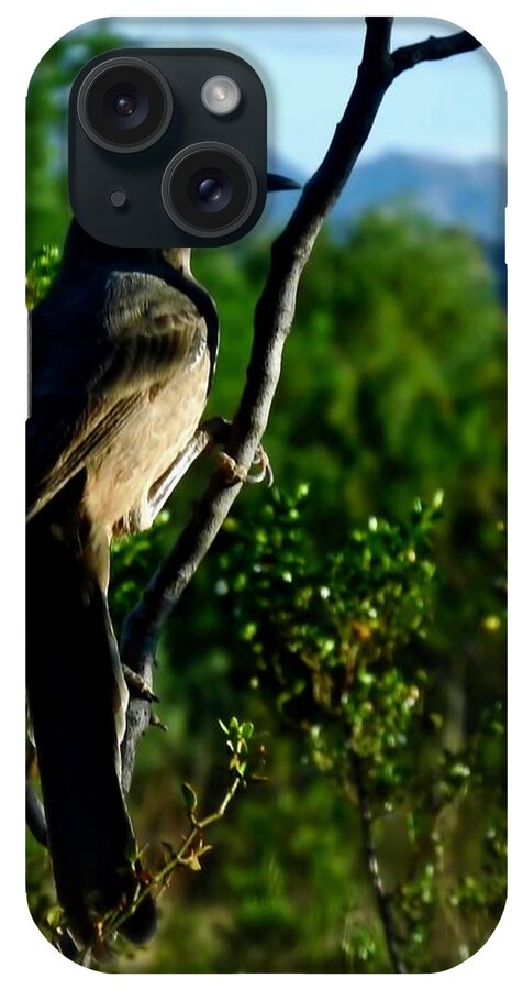 Affordable iPhone Case featuring the photograph Curve-Billed Thrasher on Creosote by Judy Kennedy