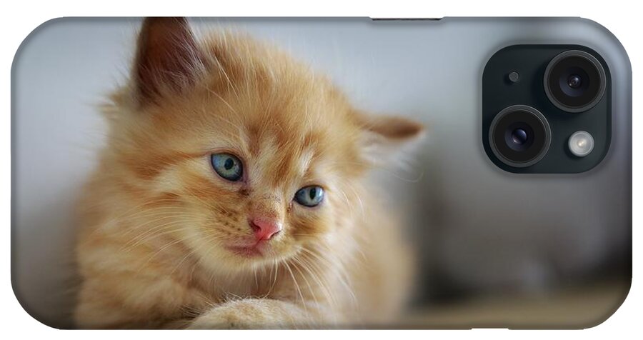 Cat iPhone Case featuring the photograph Cute orange kitty by Top Wallpapers
