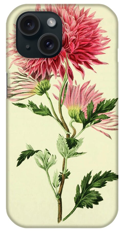 Dahlia iPhone Case featuring the mixed media Dahlia by Vintage Lavoie