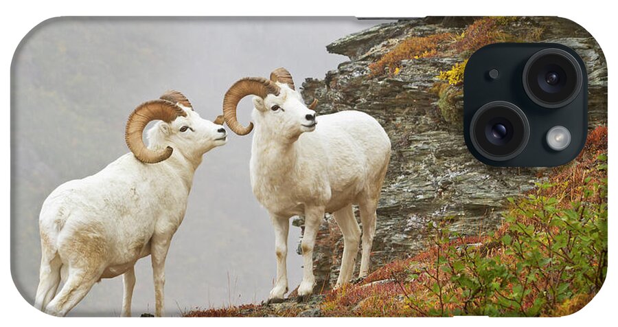 Ram iPhone Case featuring the photograph Dalls Sheep Ovis Dalli Rams Standing By by Gary Schultz / Design Pics