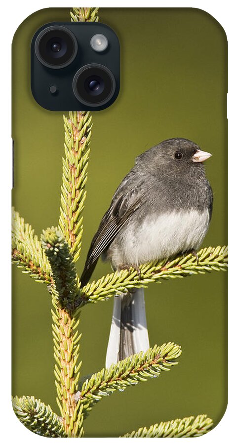 American Bird iPhone Case featuring the photograph Dark-eyed Junco, Junco Hyemalis by James Zipp