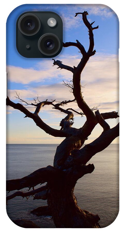 Shadow iPhone Case featuring the photograph Dead Tree At Sunset by Shulz