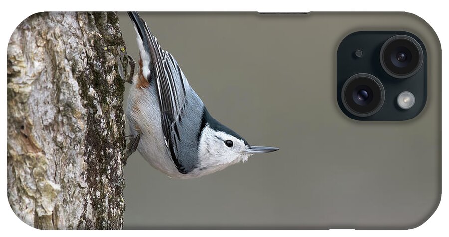 Nuthatch iPhone Case featuring the photograph Defying Gravity by Jim Zablotny
