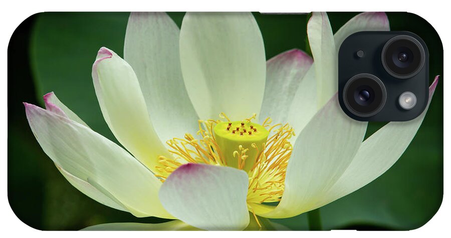 Spring iPhone Case featuring the photograph Delicate and Graceful Lotus by Sabrina L Ryan