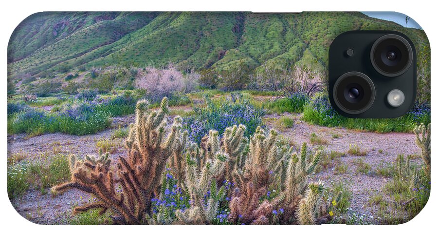 00568181 iPhone Case featuring the photograph Desert Bluebell And Teddy Bear Cholla In Spring, Anza-borrego Desert State Park, California by Tim Fitzharris