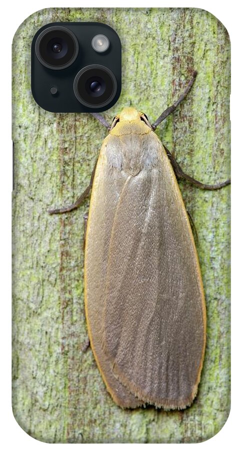 Ab Straminola iPhone Case featuring the photograph Dingy Footman Moth by Heath Mcdonald/science Photo Library