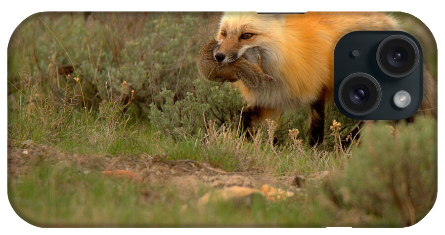 Fox iPhone Case featuring the photograph Dinner For The Red Fox by Adam Jewell