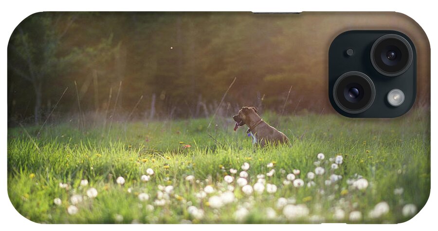 Waiting iPhone Case featuring the digital art Dog Sitting In Green Grassy Field by Viara Mileva