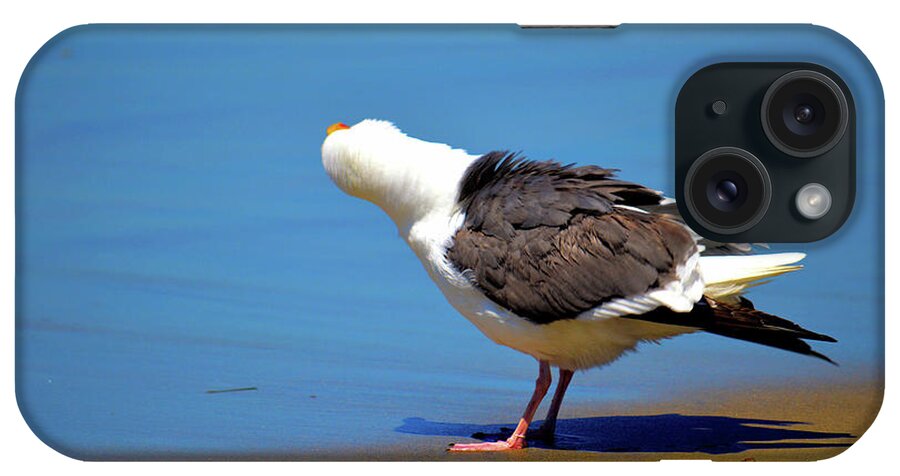 Seagull iPhone Case featuring the photograph Don't Take My Picture by Debra Kewley