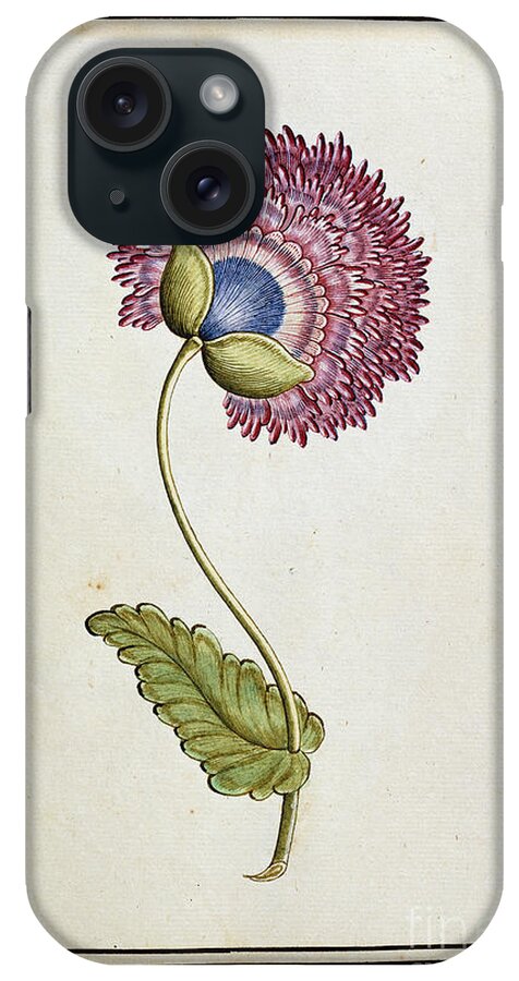 18th Century iPhone Case featuring the painting Double Poppy, C.1700 by French School