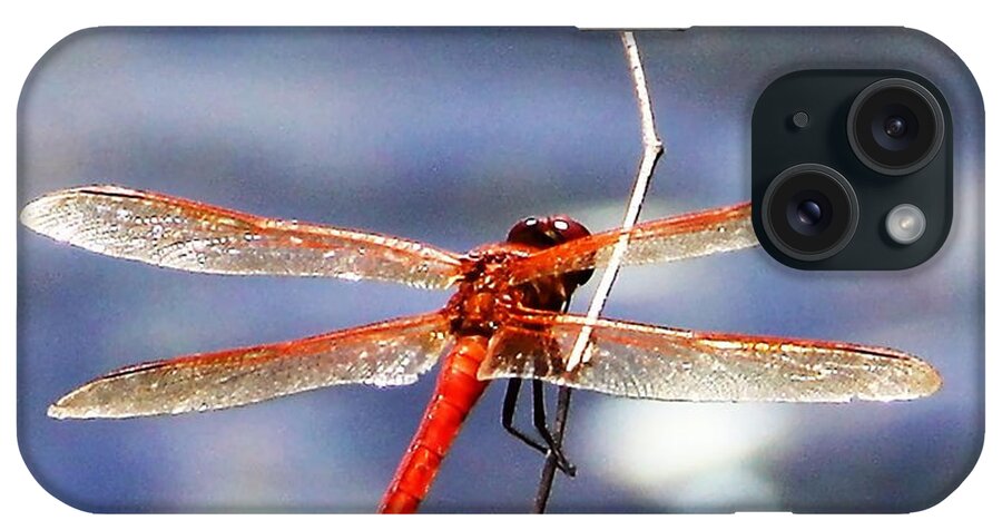 Dragofly iPhone Case featuring the photograph Dragon Fly by Philip And Robbie Bracco