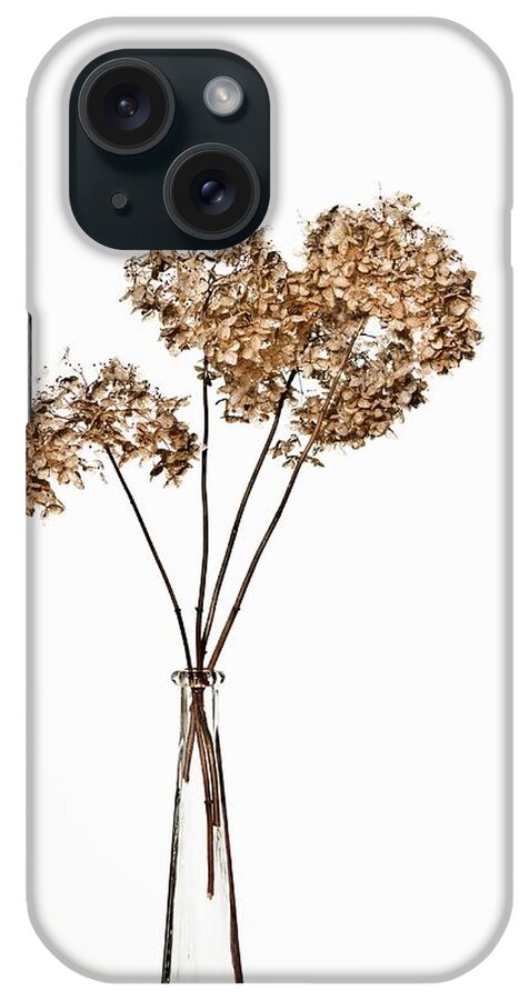 Ip_11157276 iPhone Case featuring the photograph Dried Flowers In A Glass Vase by Lutt, Carine
