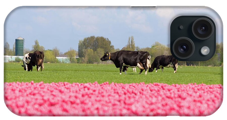 North Holland iPhone Case featuring the photograph Dutch Cows by Webeye
