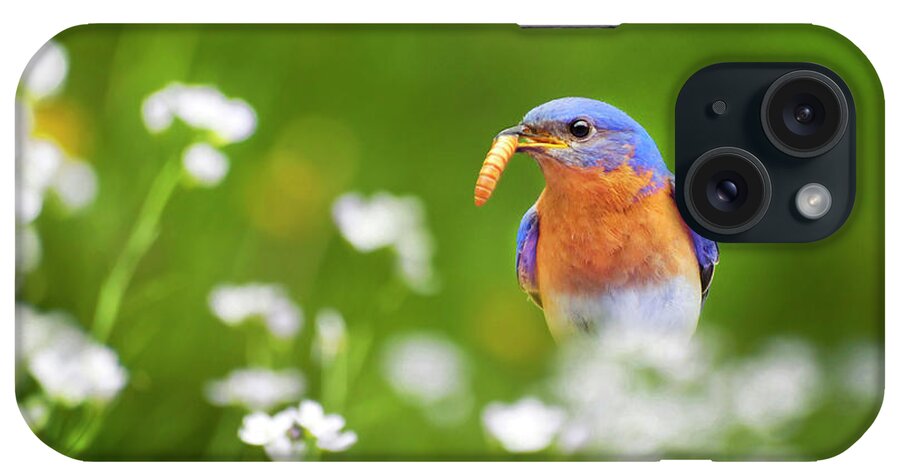 Bluebird iPhone Case featuring the photograph Eastern Bluebird with Worm by Christina Rollo