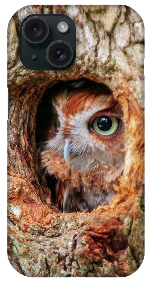 Birds iPhone Case featuring the photograph Eastern Screech Owl by Louis Dallara