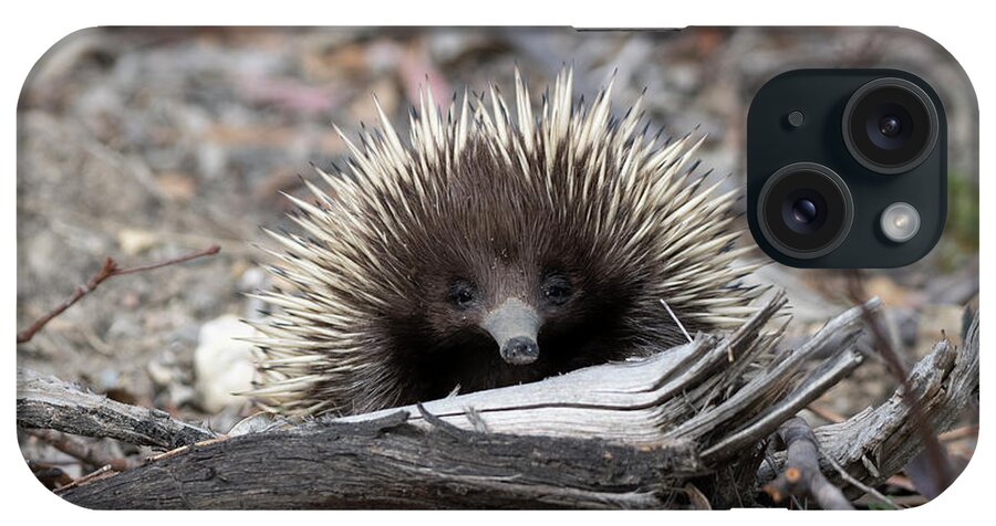 Echidna iPhone Case featuring the photograph Echidna by Patrick Nowotny