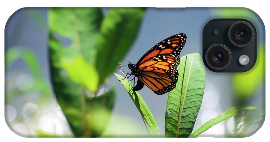 Monarch Butterfly iPhone Case featuring the photograph Egg Laying Monarch Butterfly by Kerri Farley
