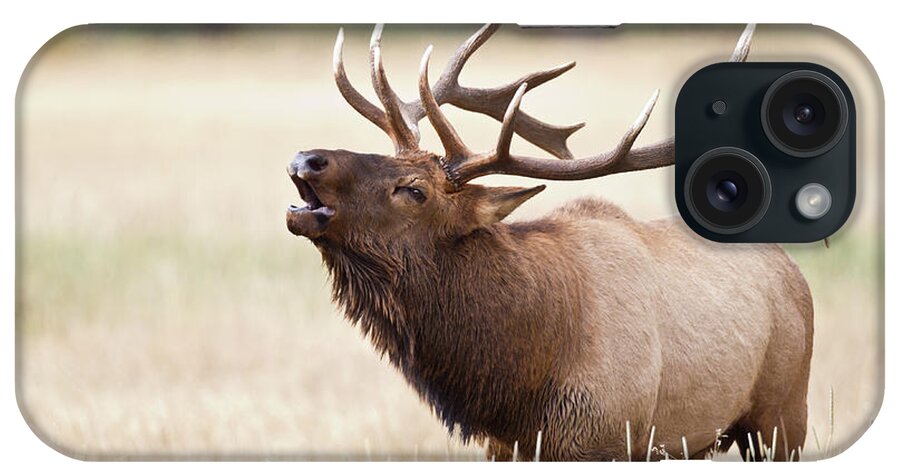Rutting iPhone Case featuring the photograph Elk Bugling by Rpbirdman