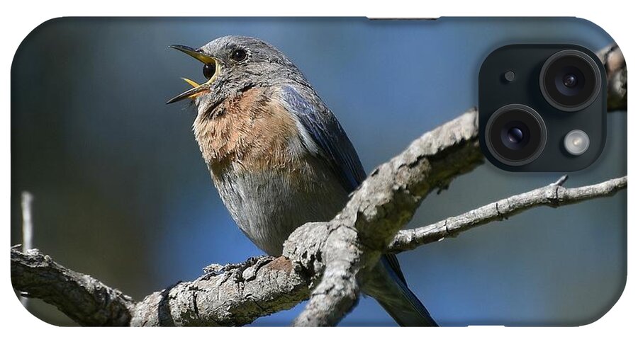 Western Bluebird iPhone Case featuring the photograph Expulsion by Fraida Gutovich