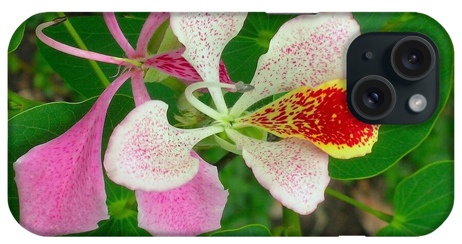Orchid Tree iPhone Case featuring the photograph Exquisite by James Temple