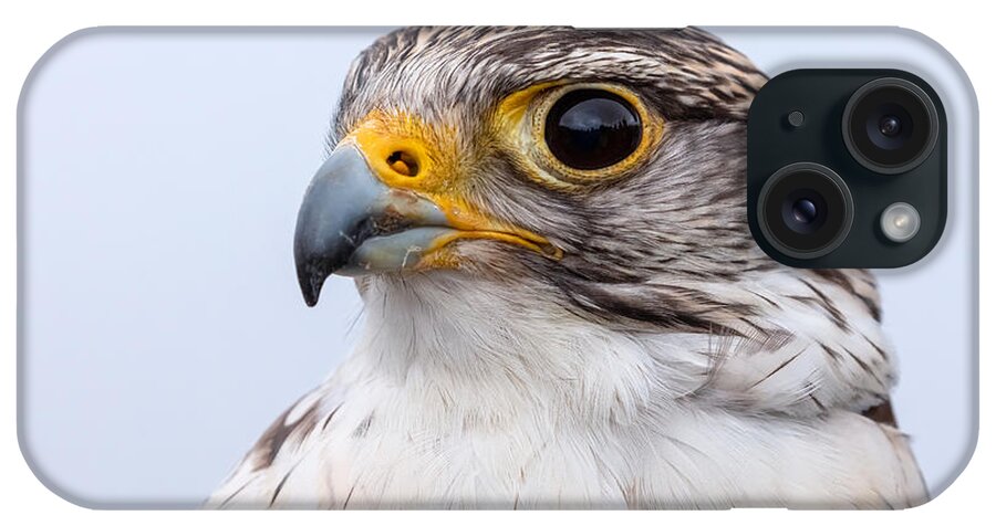 Photography iPhone Case featuring the photograph Falcon Portrait by Alma Danison