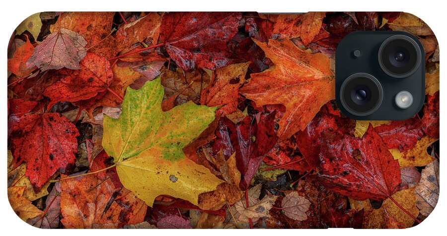 Autumn iPhone Case featuring the photograph Fall Colors by Rob Davies