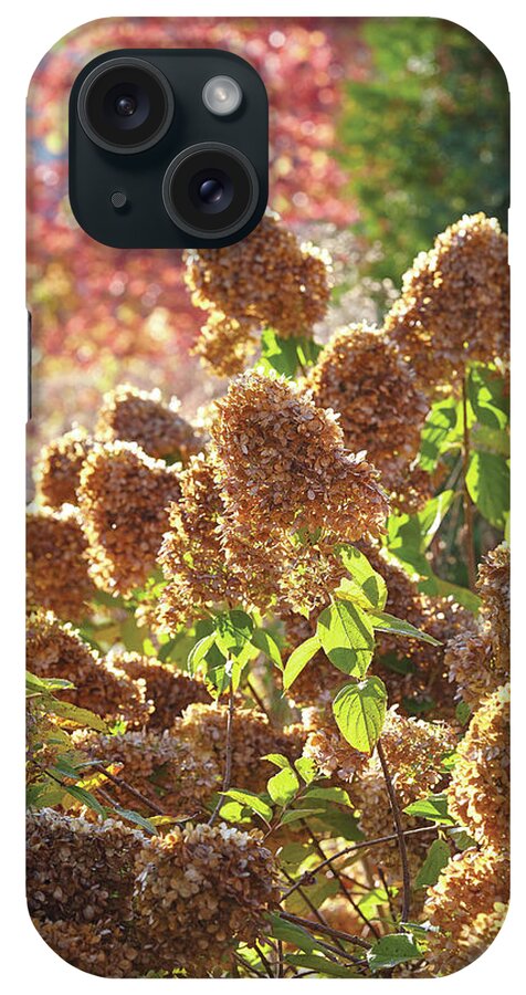 Flowers iPhone Case featuring the photograph Fall Hydrangeas by Garden Gate magazine