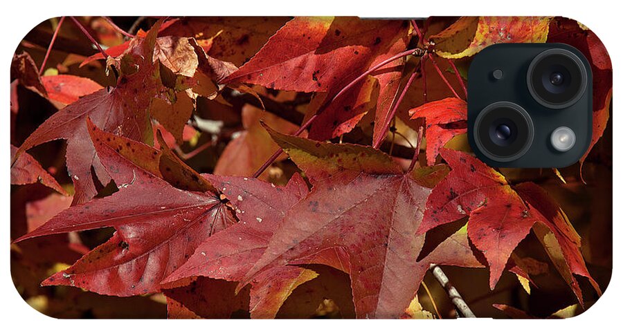 Sweetgum Family iPhone Case featuring the photograph Fall Sweetgum Leaves DF004 by Gerry Gantt