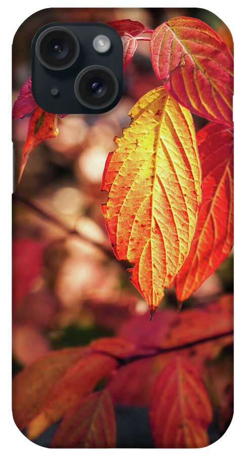 Leaves iPhone Case featuring the photograph Fall Time Is Here by Elaine Malott