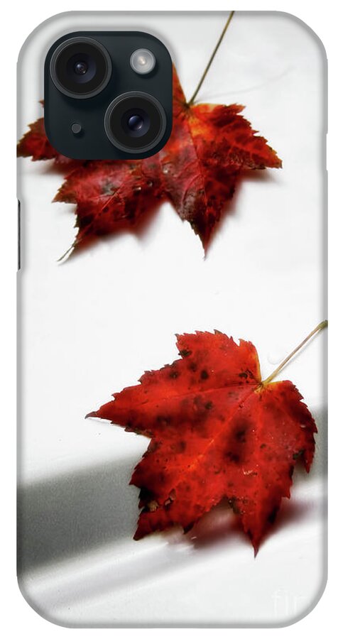 Maple Leaves iPhone Case featuring the photograph Fallen Leaves by Joan Bertucci
