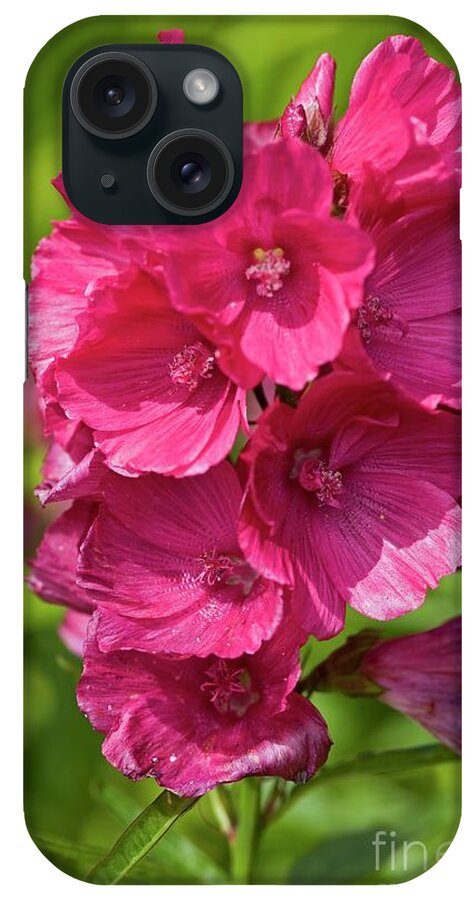 False Mallow iPhone Case featuring the photograph False Mallow (sidalcea Malviflora) by Dr Keith Wheeler/science Photo Library