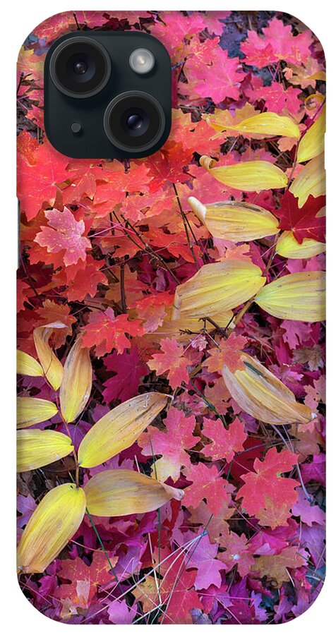 Jeff Foott iPhone Case featuring the photograph False Solomon's Seal And Maple Leaves by Jeff Foott