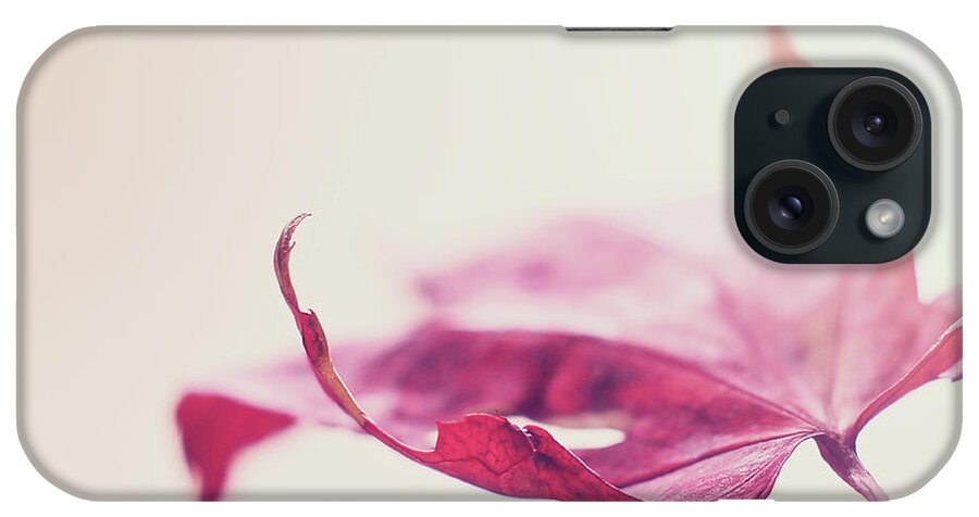 Red Leaf iPhone Case featuring the photograph Fancy Flight by Michelle Wermuth