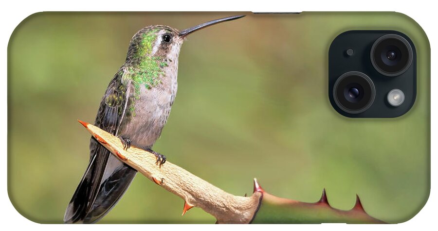 Hummingbirds iPhone Case featuring the photograph Female Broad Billed Hummingbird by Elaine Malott