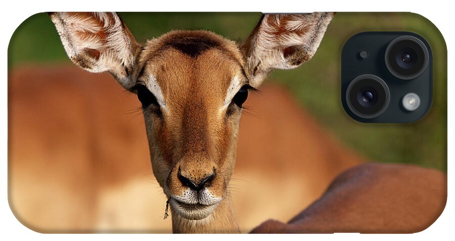 Animal Themes iPhone Case featuring the photograph Female Impala by Thomas Retterath