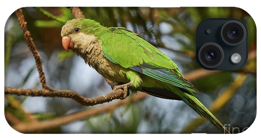 Branch iPhone Case featuring the photograph Female Monk Parakeet Perches on a Tree by Pablo Avanzini
