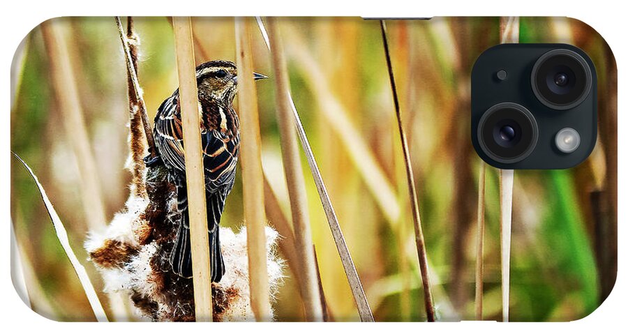 Red-winged Blackbird iPhone Case featuring the photograph Female Red-Winged Blackbird by Jerry Connally